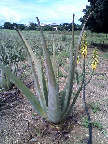 Aloe Vera Plantation